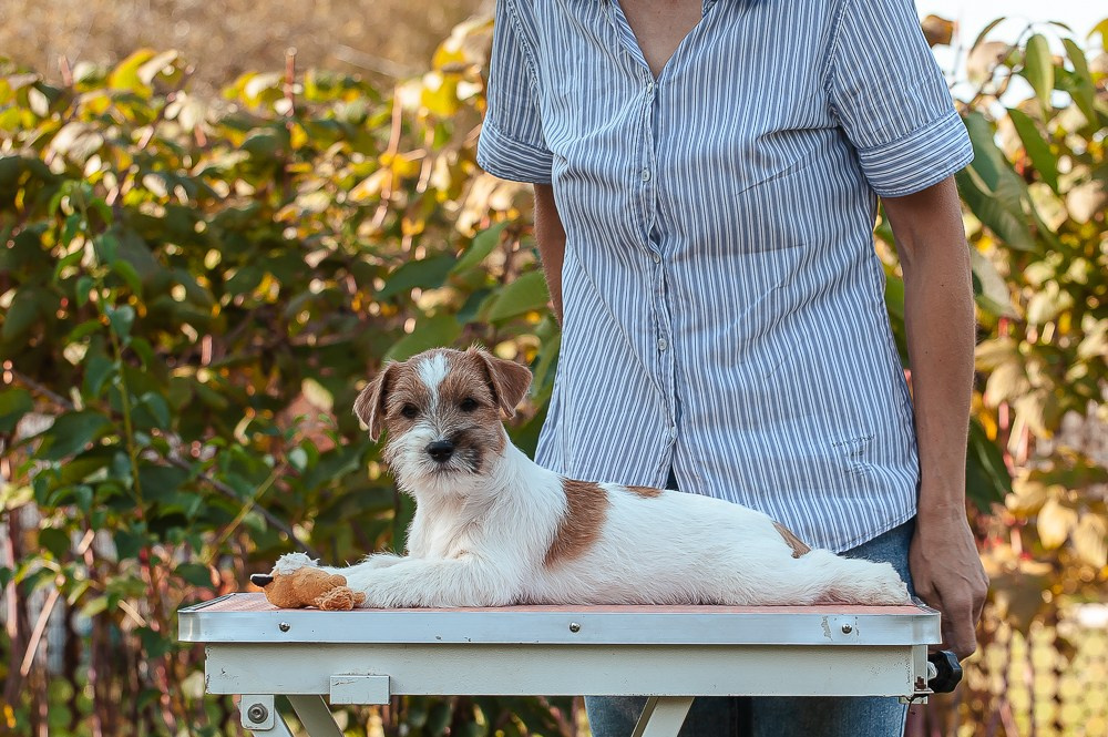 CANE MAESTRO SQUIRE. CANE MAESTRO — kennel Jack Russell Terrier