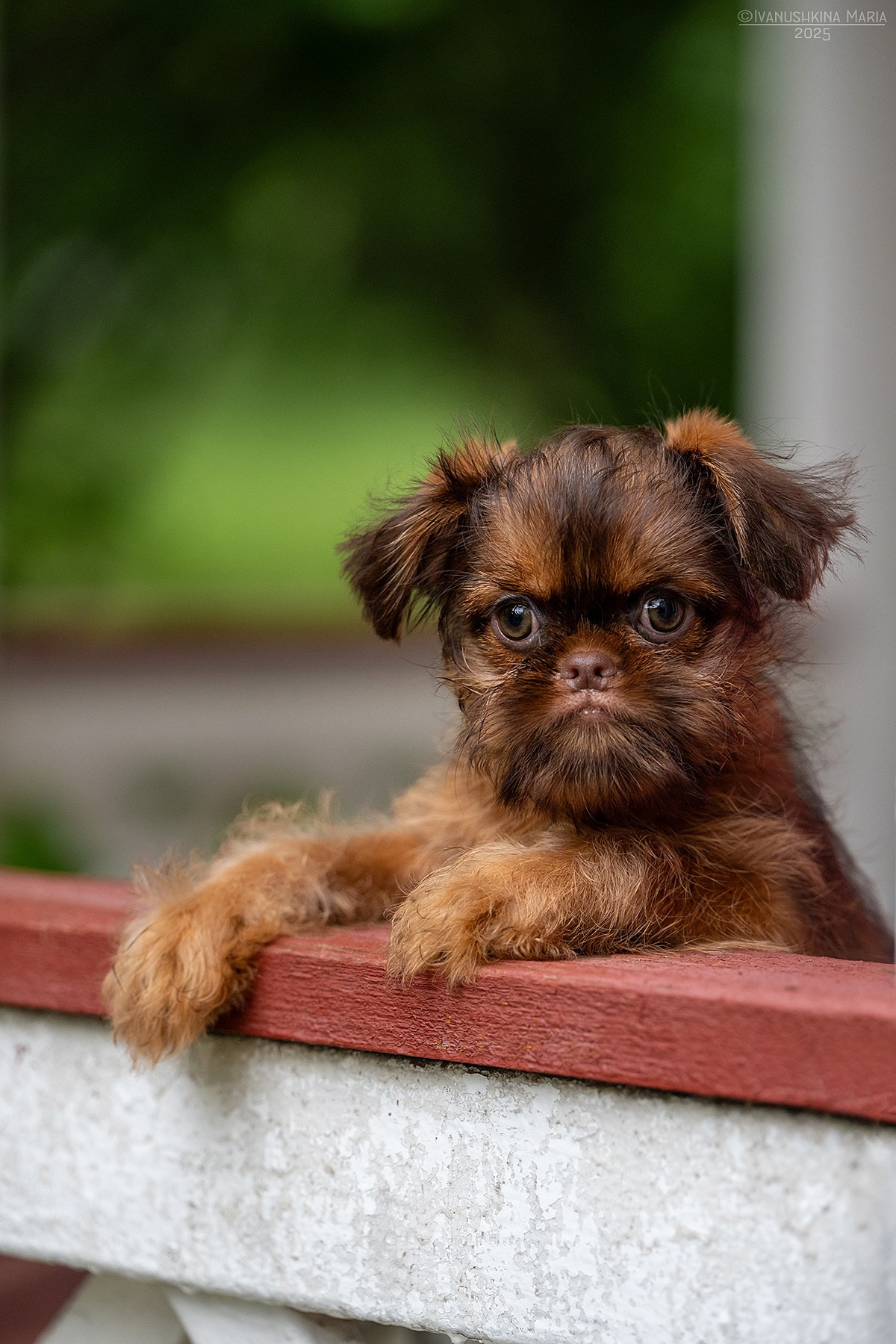 Фотосессия щенков на продажу. Фотограф собак в Москве и Московской области Иванушкина Мария
