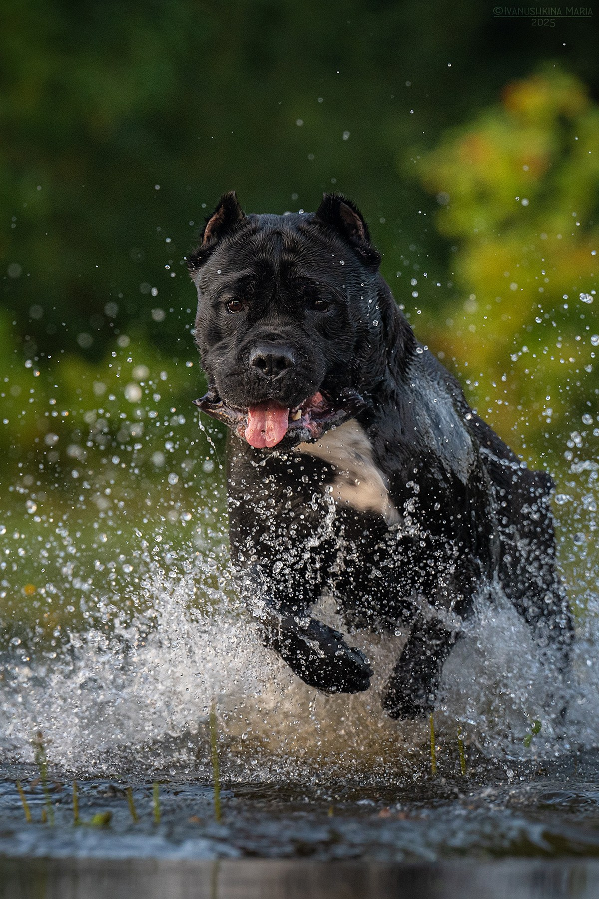 Фотограф-анималист. Фотограф собак в Москве и Московской области Иванушкина Мария