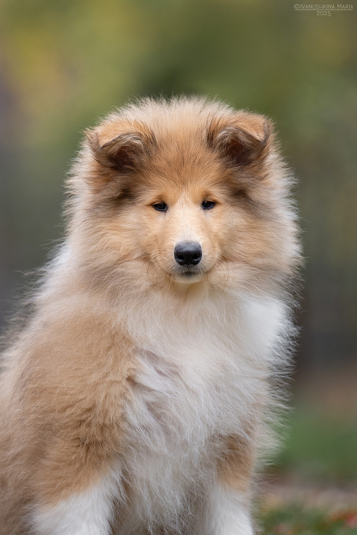 Фотосессия щенков на продажу. Фотограф собак в Москве и Московской области Иванушкина Мария