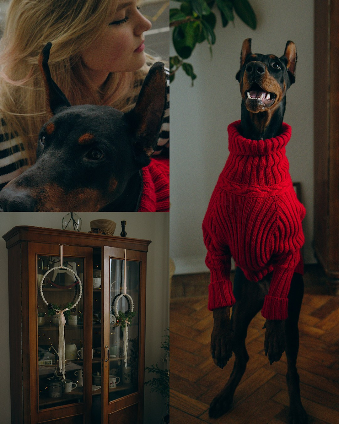 Саша и Асти. Фотограф анималист в Москве и Санкт-Петербурге Свиридова Анна