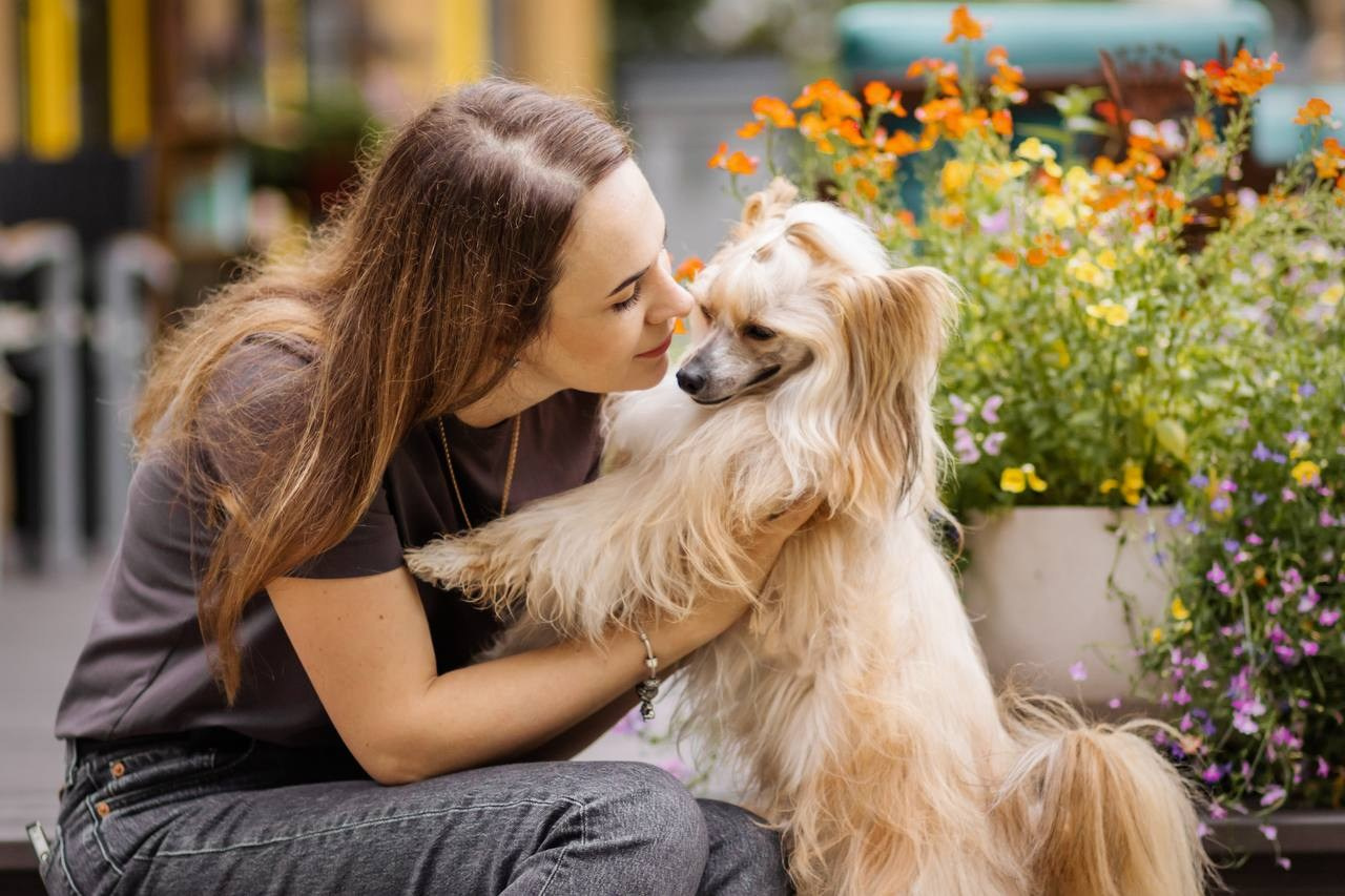 Poale Ell Veles. Chinese Crested Dog Kennel Poale Ell