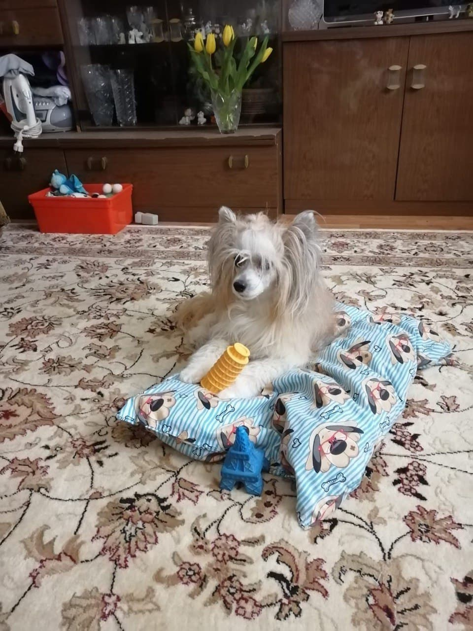 Poale Ell Chen. Chinese Crested Dog Kennel Poale Ell