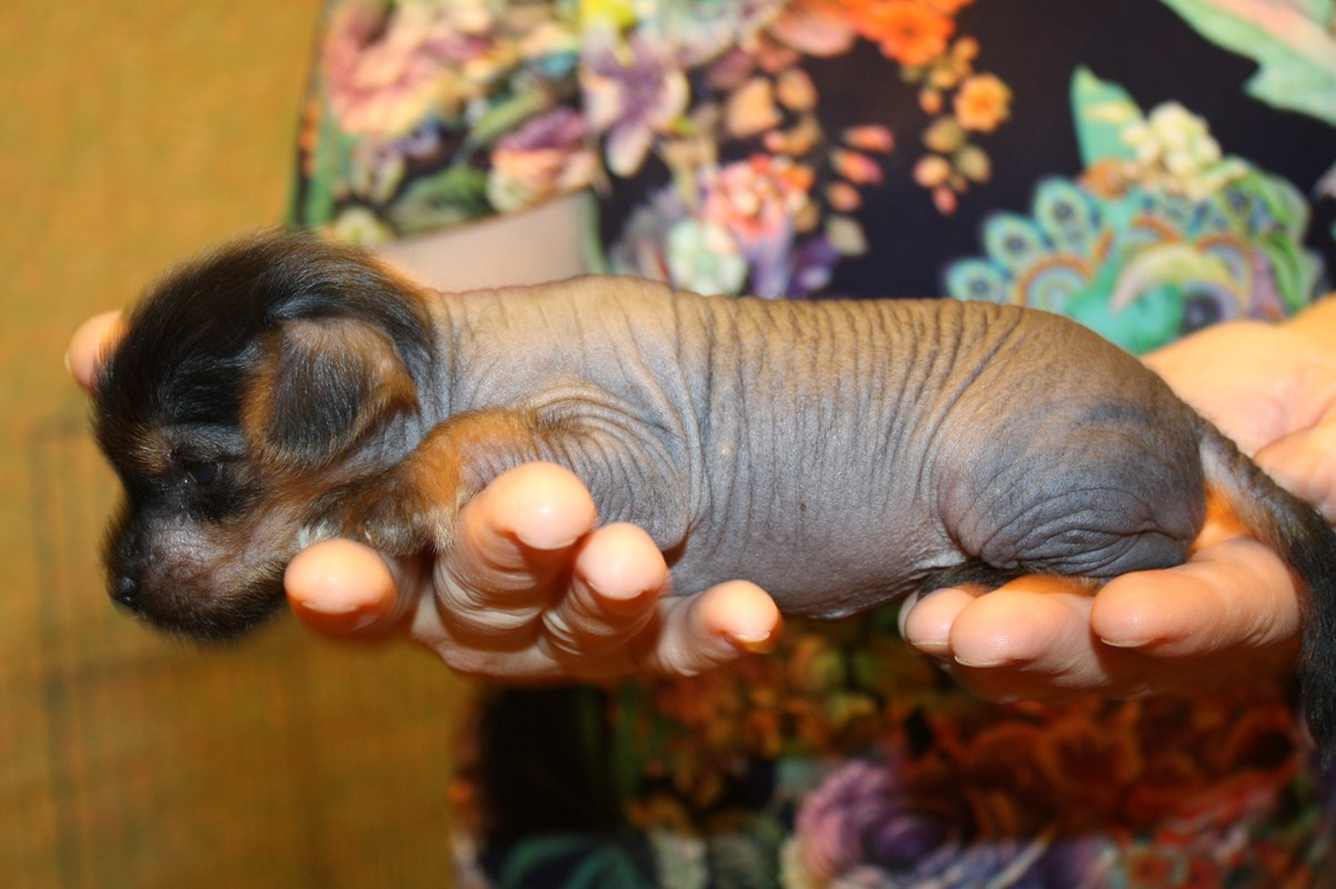 Litter А | 04/10/2016. Chinese Crested Dog Kennel Poale Ell