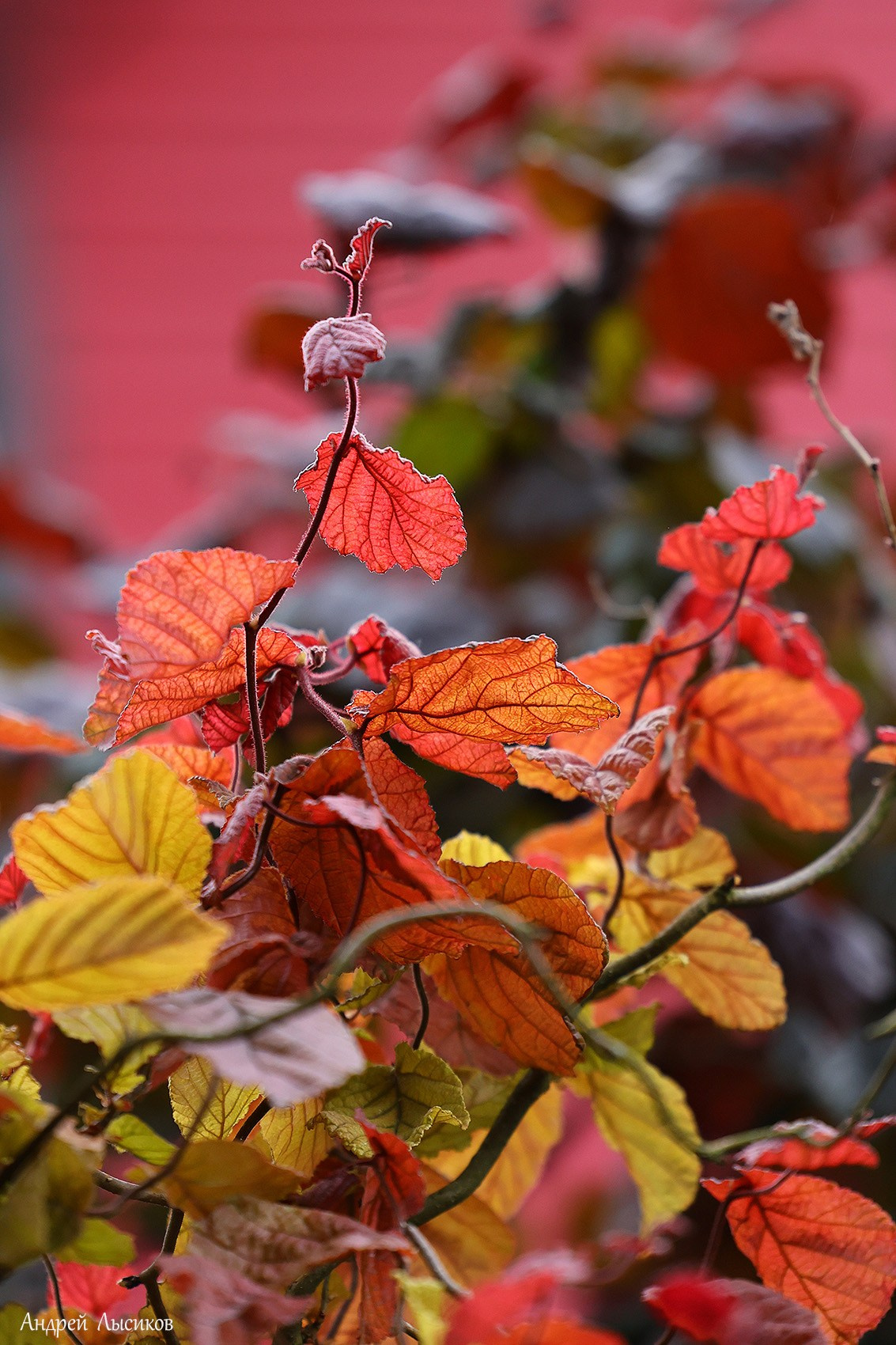 Цветы. Ландшафтный фотограф Андрей Лысиков, Москва