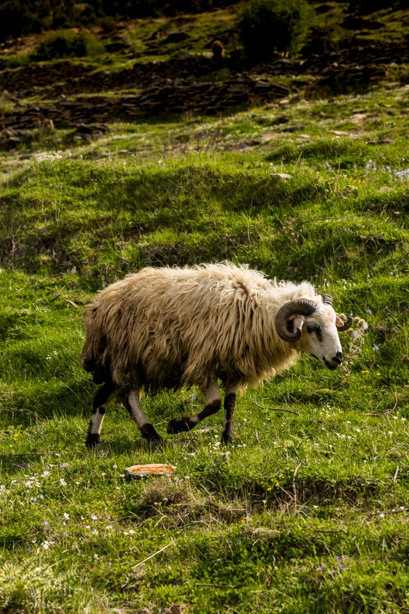 Животные. Photomantis