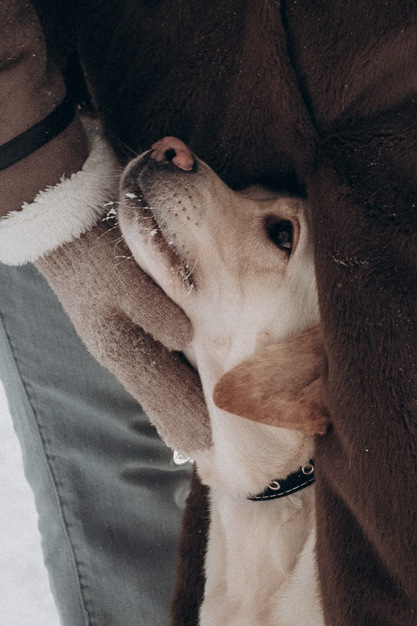 Анна, Влад и Рони. Семейный фотограф в Москве Дарья Пузикова