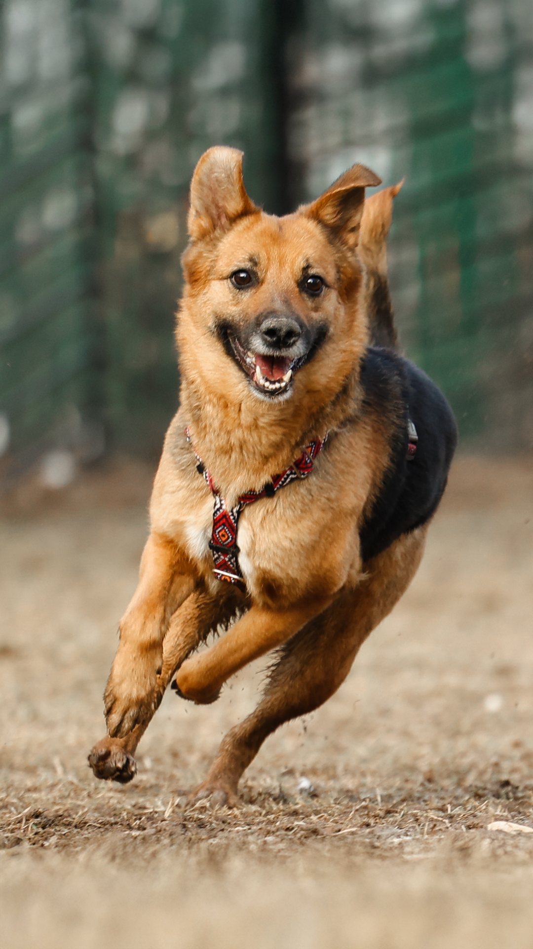 Новогодние питомцы. Художник Варвара Форс