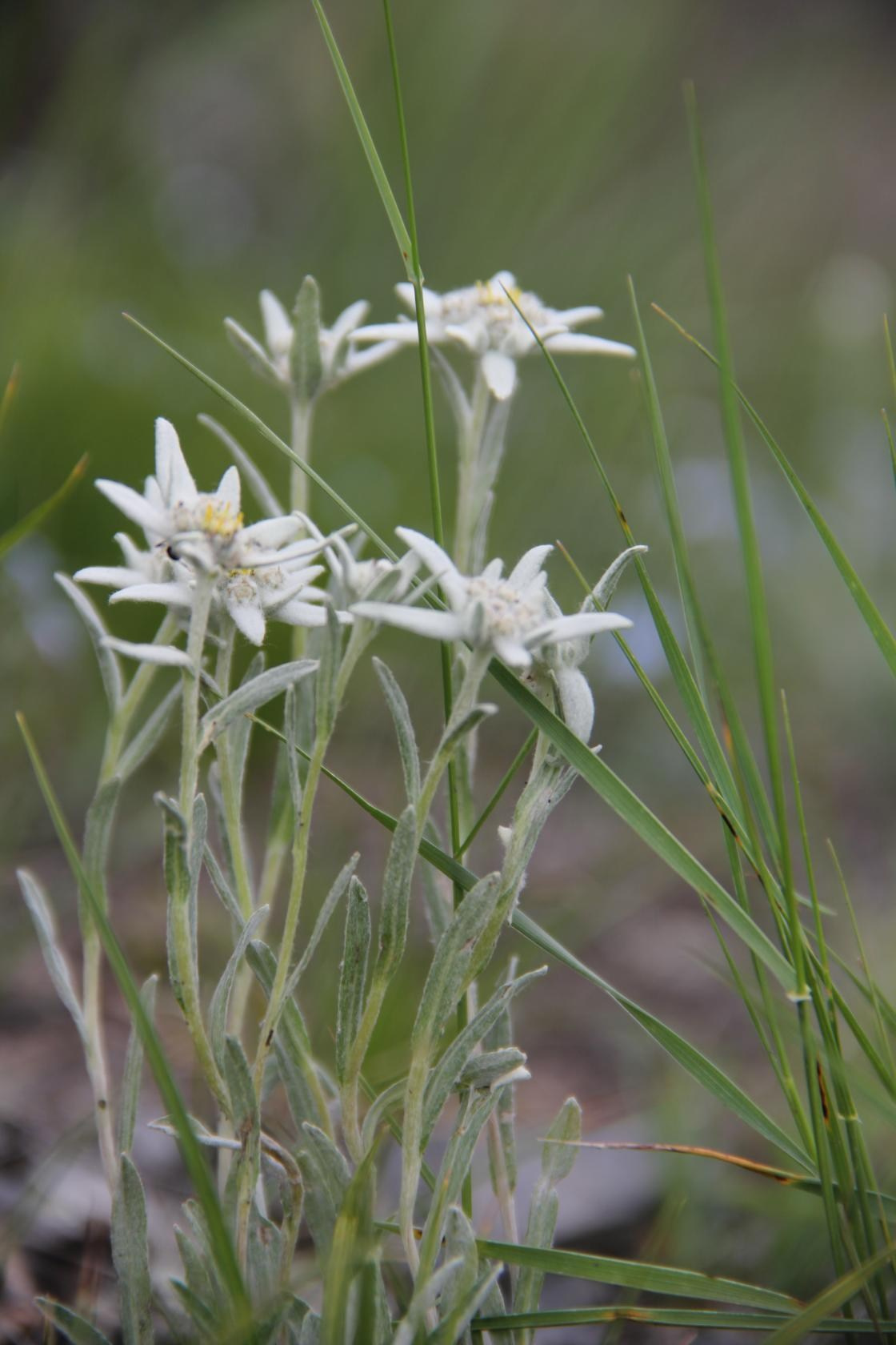 Весна. Ваш фотограф Северск | Томск