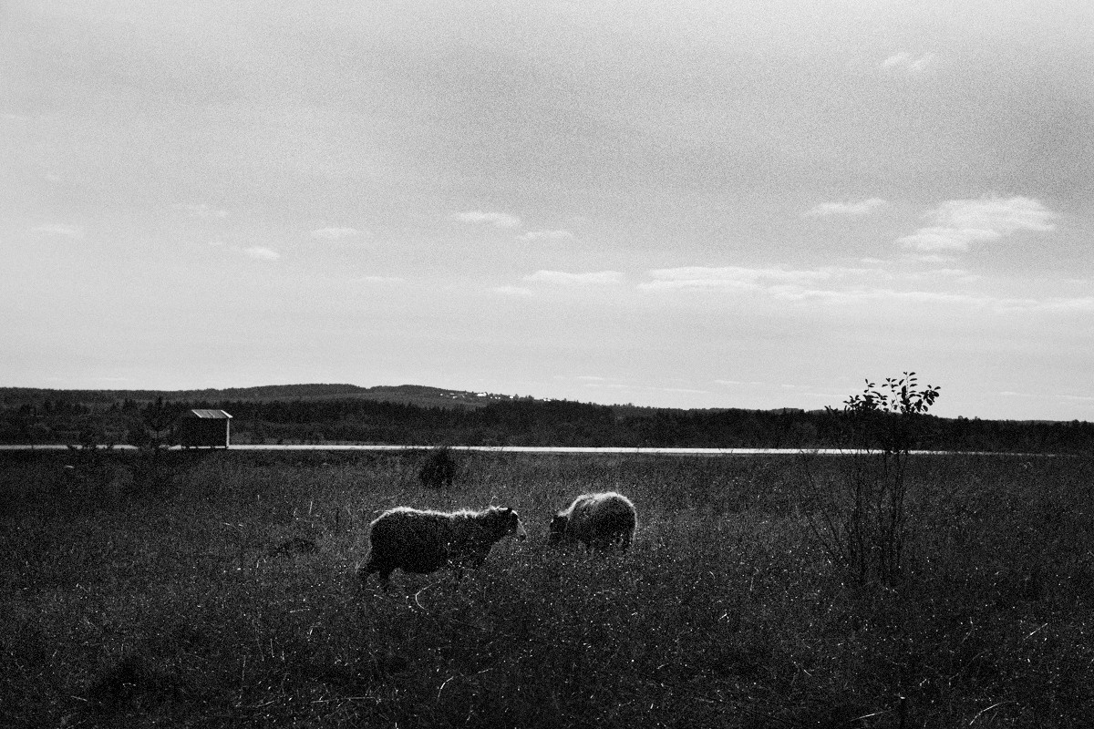 Дебесы. Артем Пучков