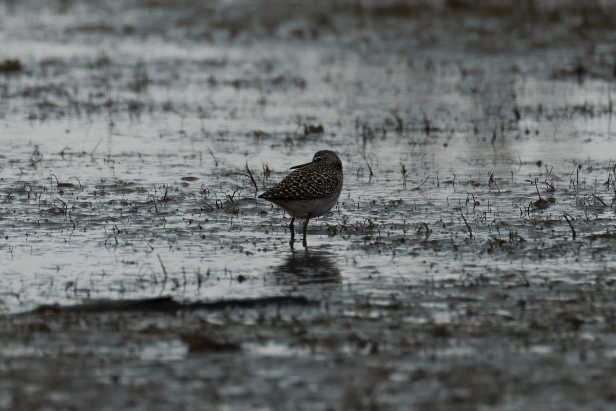 Птицы. Photomantis