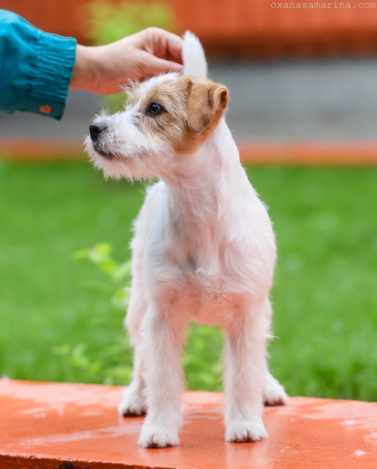 Port Fortis Happy Peppy