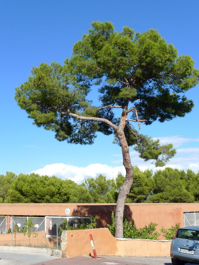 Испания. Майорка 2009 г. Улица, люди, жизнь…