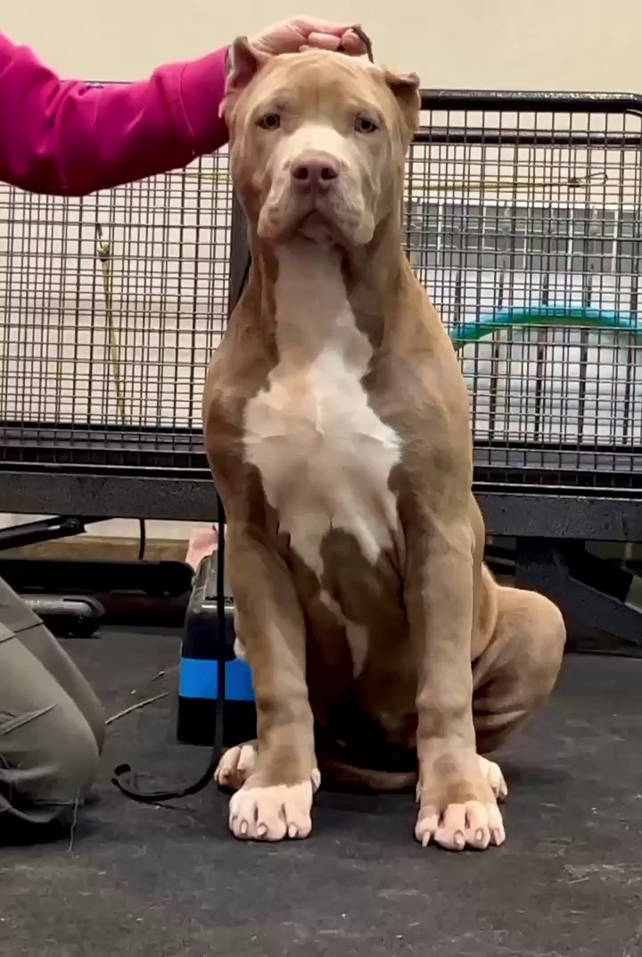 Hunter&Queenie, 10.09.25. Американские булли XL в г. Калининград. Питомник Great Bully UNIVERSE