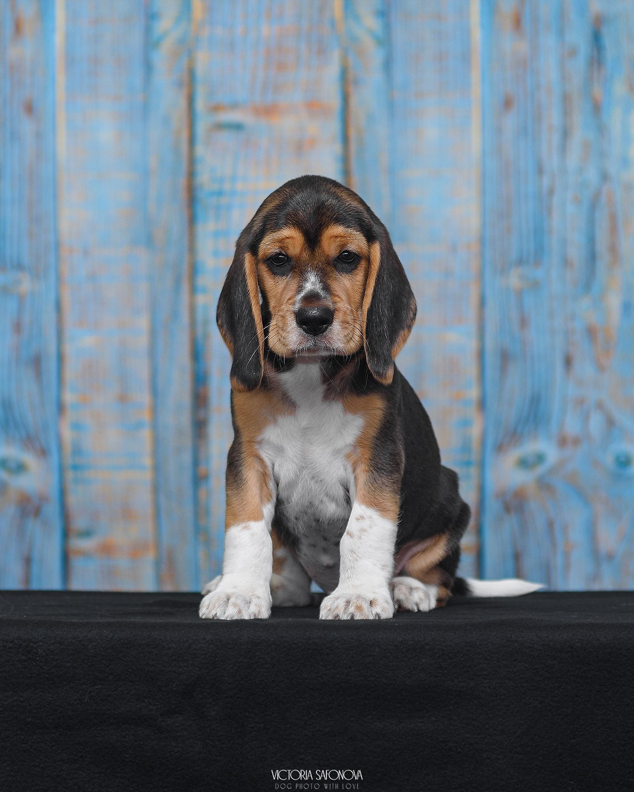 Бигль 08.06.2024. Фотограф анималист Благовещенск. Сафонова Виктория