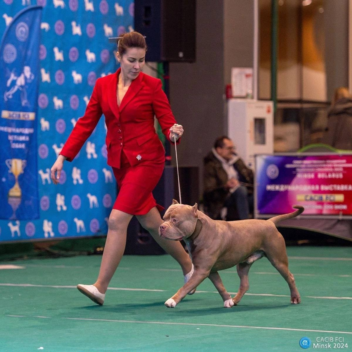 Участие в выставках. Американские булли XL в г. Калининград. Питомник Great Bully UNIVERSE