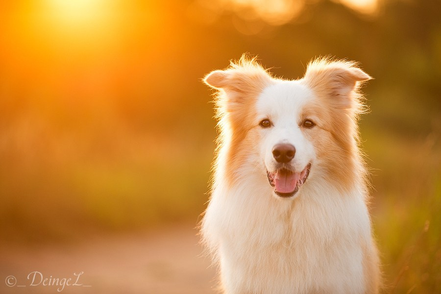Съёмки собак на природе. Фотограф-анималист Natalia Deingel | Фотосъемка собак в Москве