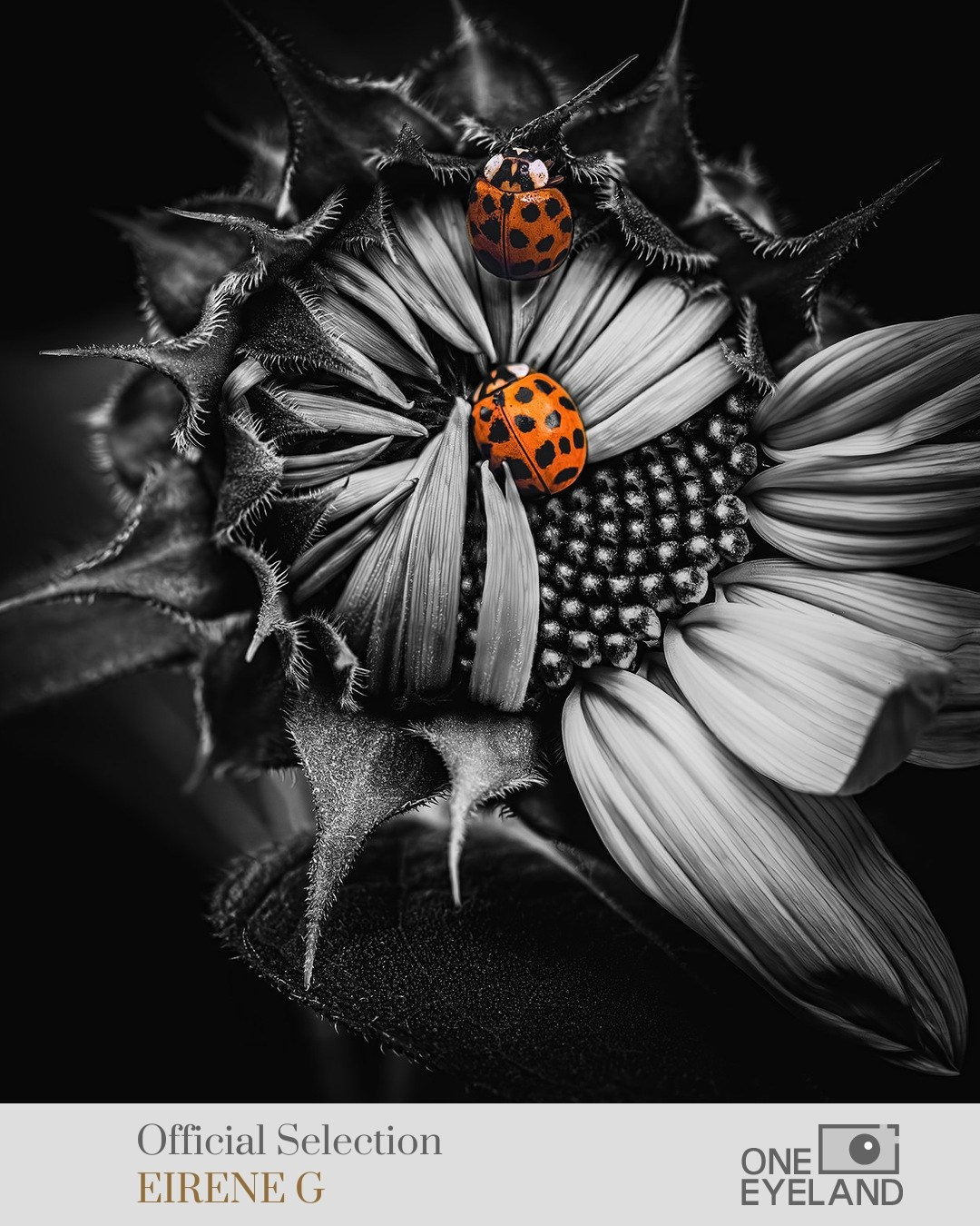 ONEEYELAND GALLERY. Eirene G |  Photoartist | Flowers from my garden