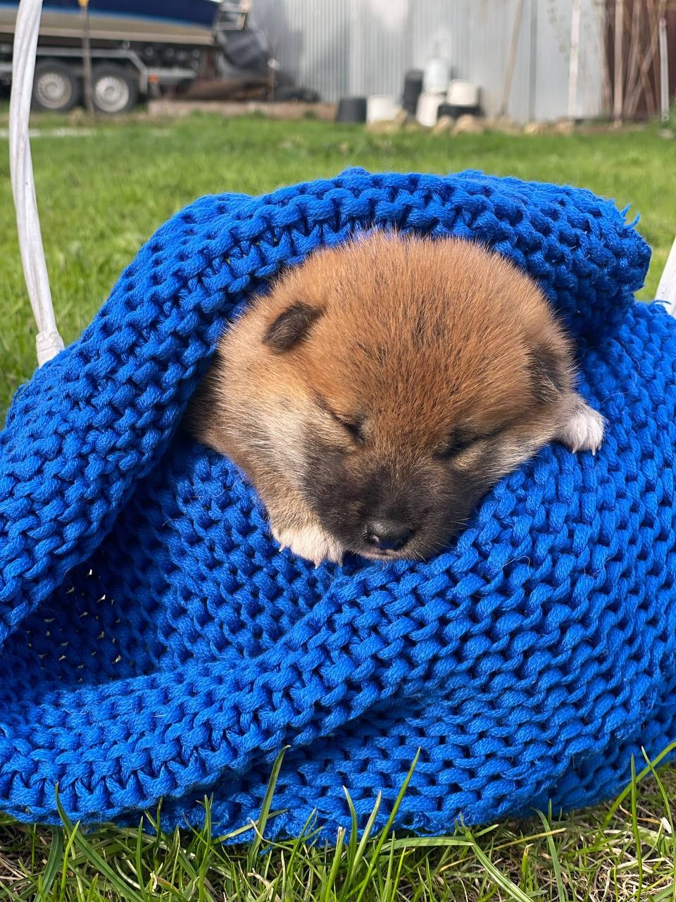 сиба питомник Рубилайт щенки на продажу rubylight  сиба щенки купить СПб Санкт-Петербург