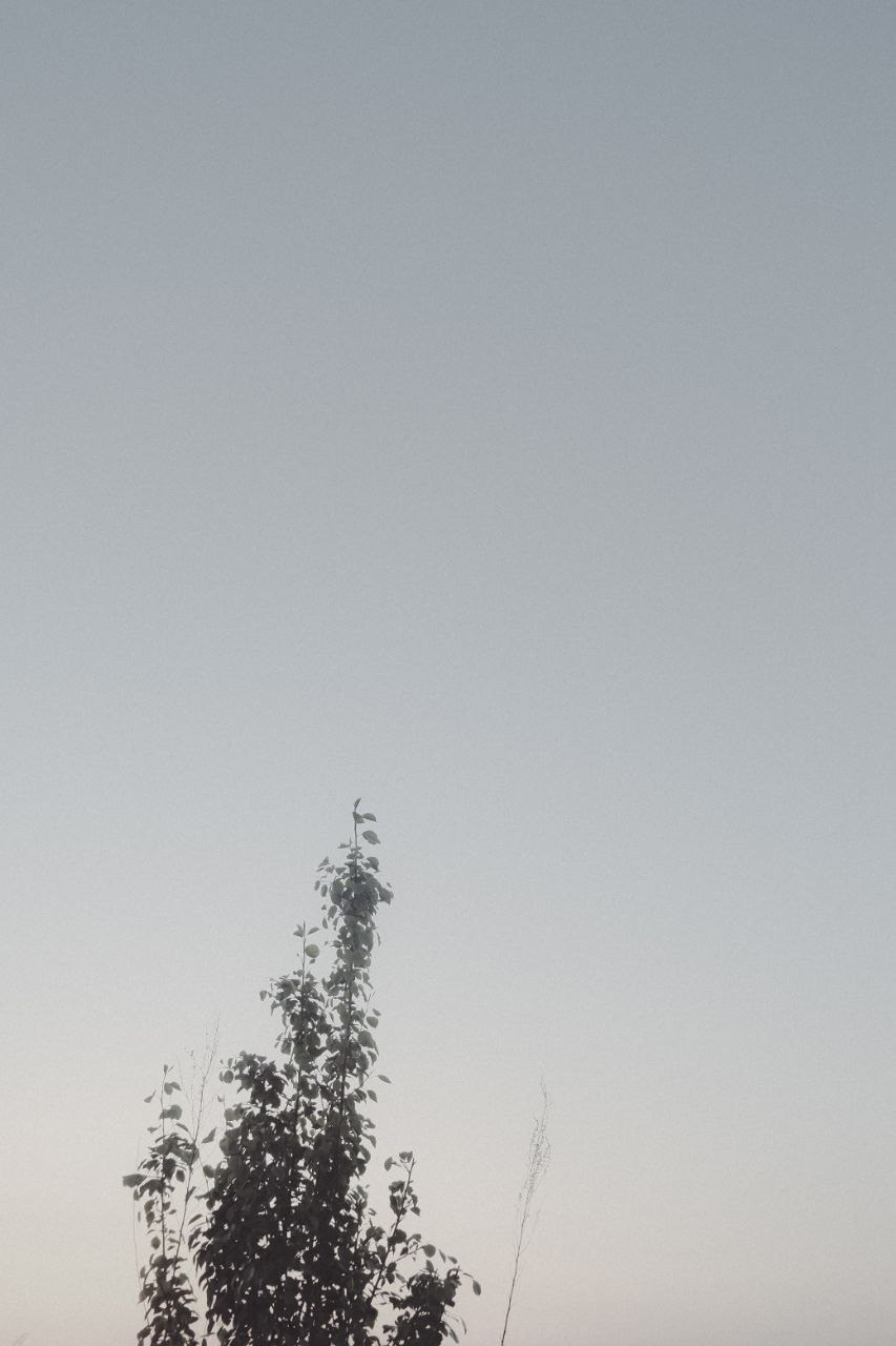 «деревом». Фотограф нижний новгород — мирон