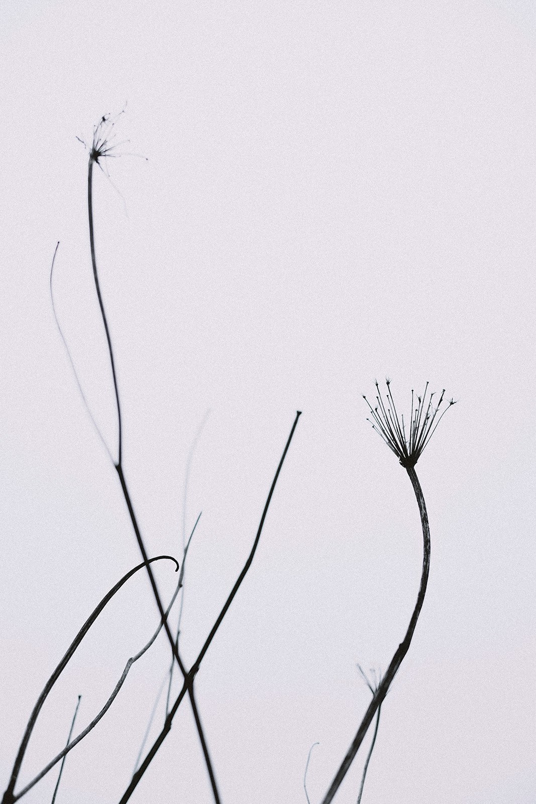 Prints. North Ossetia