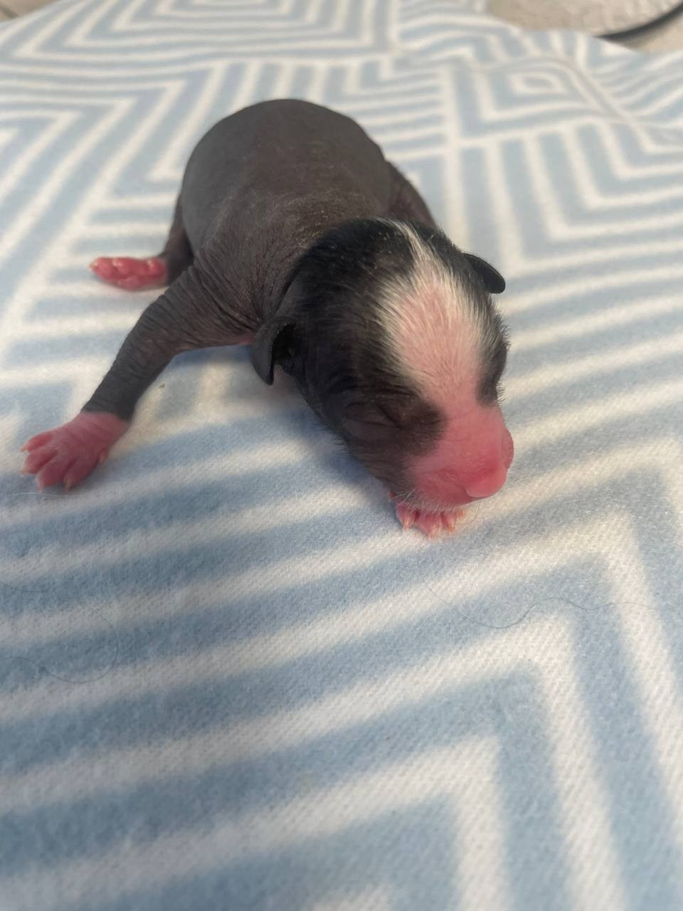 D3 День Рождения