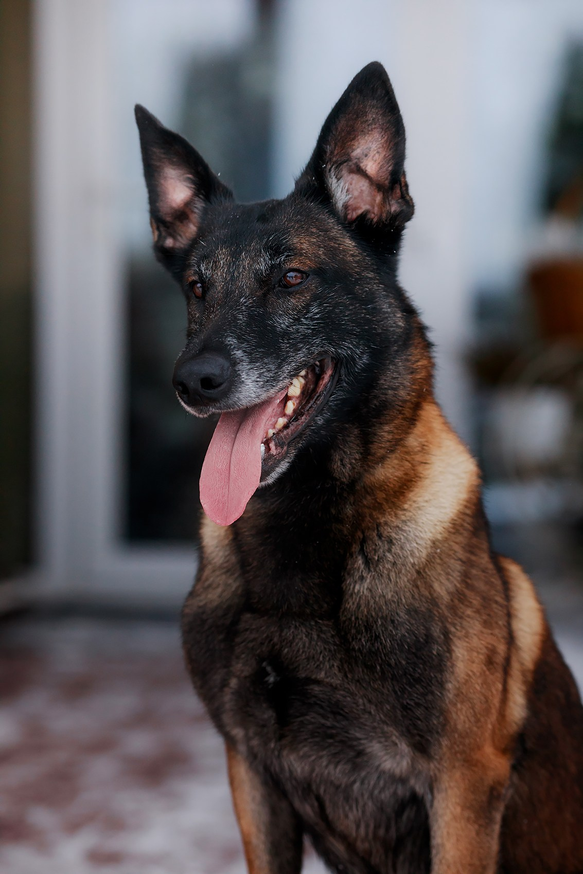 Зимние портреты. Фотограф-анималист Mary Mart — Москва, Питер