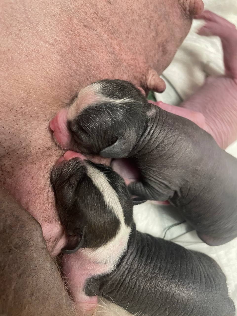 День Рождения