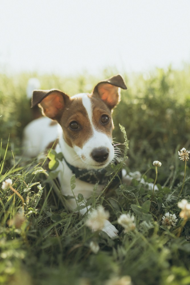 Ира и Бустик. Семейный и детский фотограф в Рязани Екатерина Воронцова