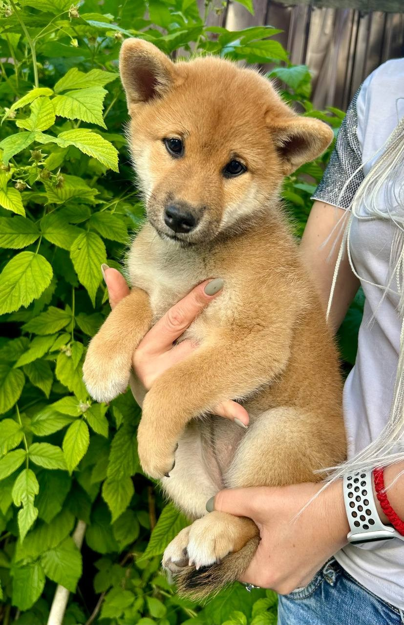 сиба питомник Рубилайт щенки на продажу rubylight  сиба щенки купить СПб Санкт-Петербург