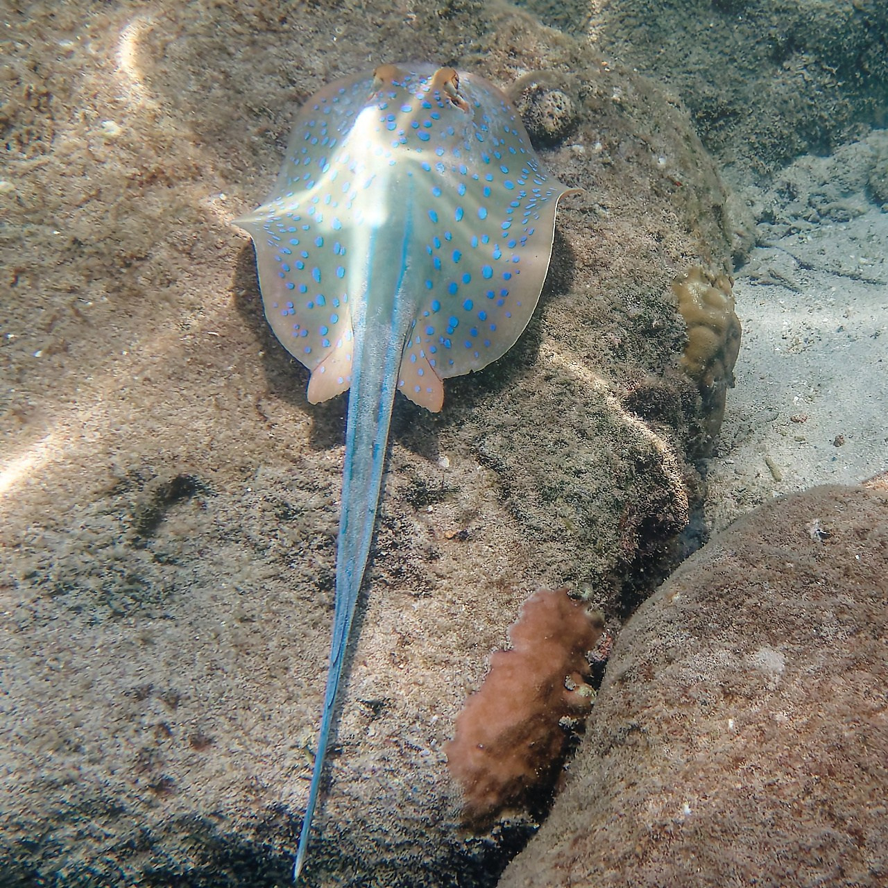 Мне посмотреть. Рыбов показываю