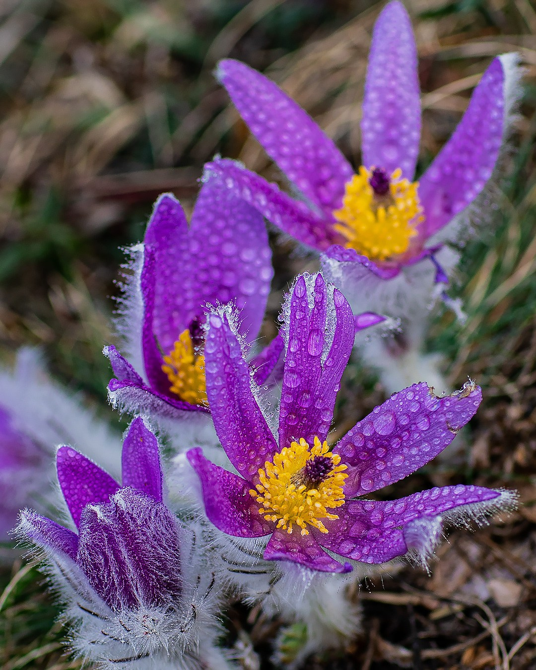 Сон —трава. Фотограф Севастополь/Крым Светлана Евтушенко