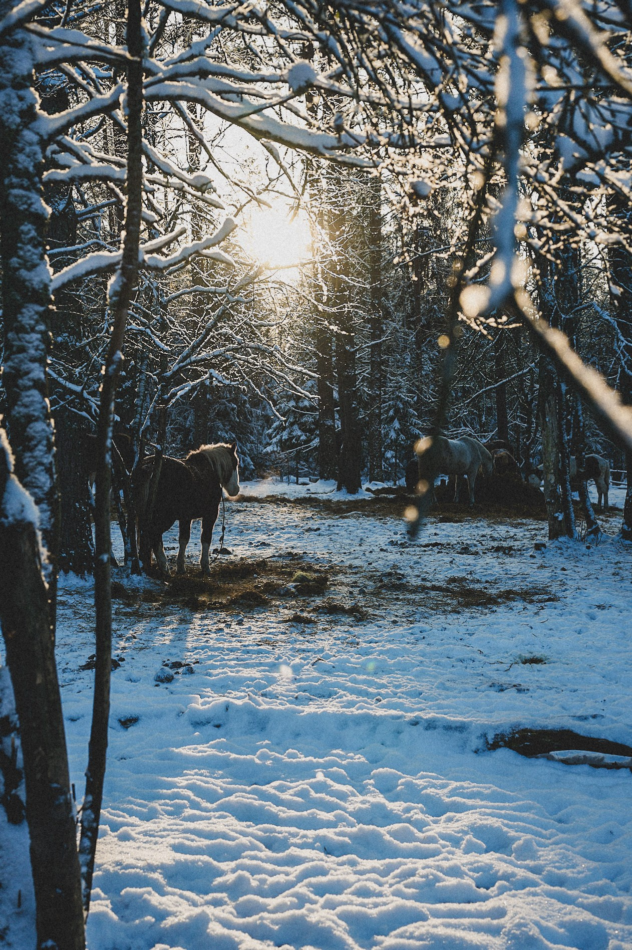 Конюшня. Репортажный фотограф в Санкт-Петербурге Диана Ларченкова