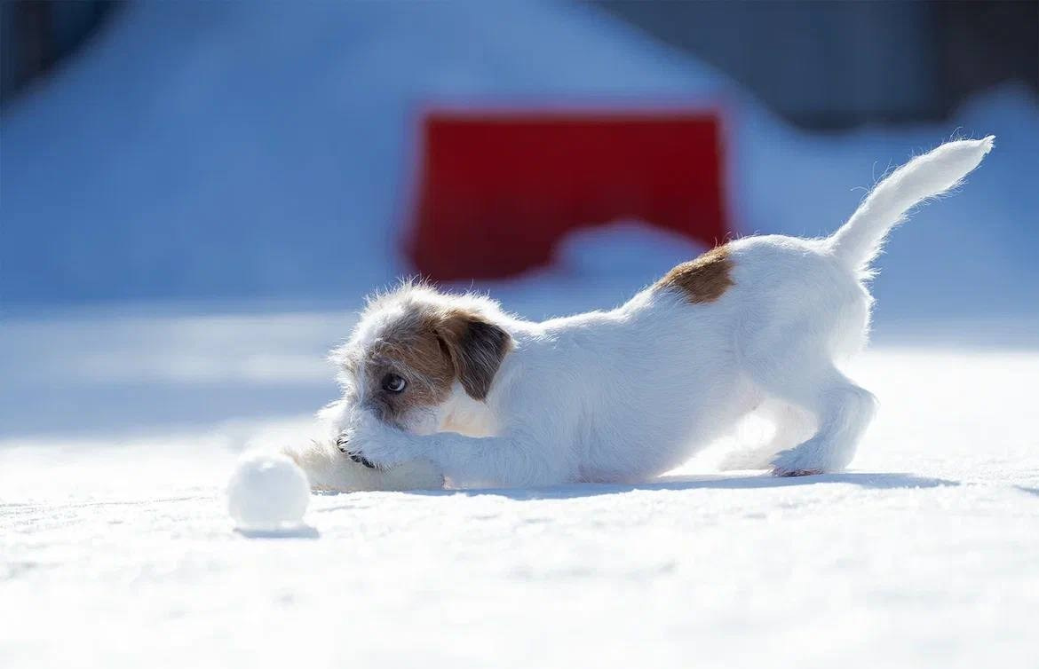 Сука 1. Lovely Orange kennel Jack Russell Terrier FCI/RKF