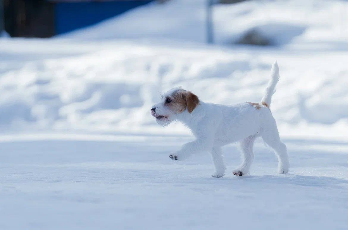 Сука 5. Lovely-Orange питомник джек рассел терьеров