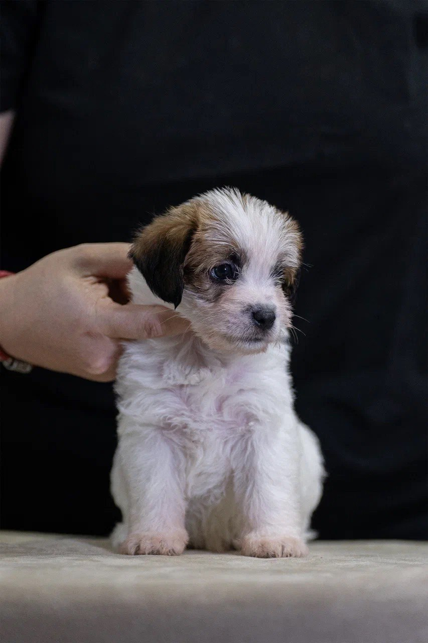 Кобель 1. Lovely-Orange питомник джек рассел терьеров