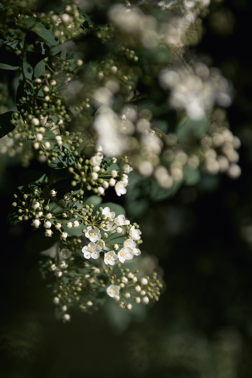 Весна. Катя Цвет