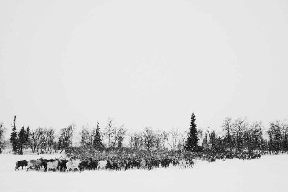 Кораль. На север к оленям. Репортажный фотограф в Сочи — Михаил Мордасов