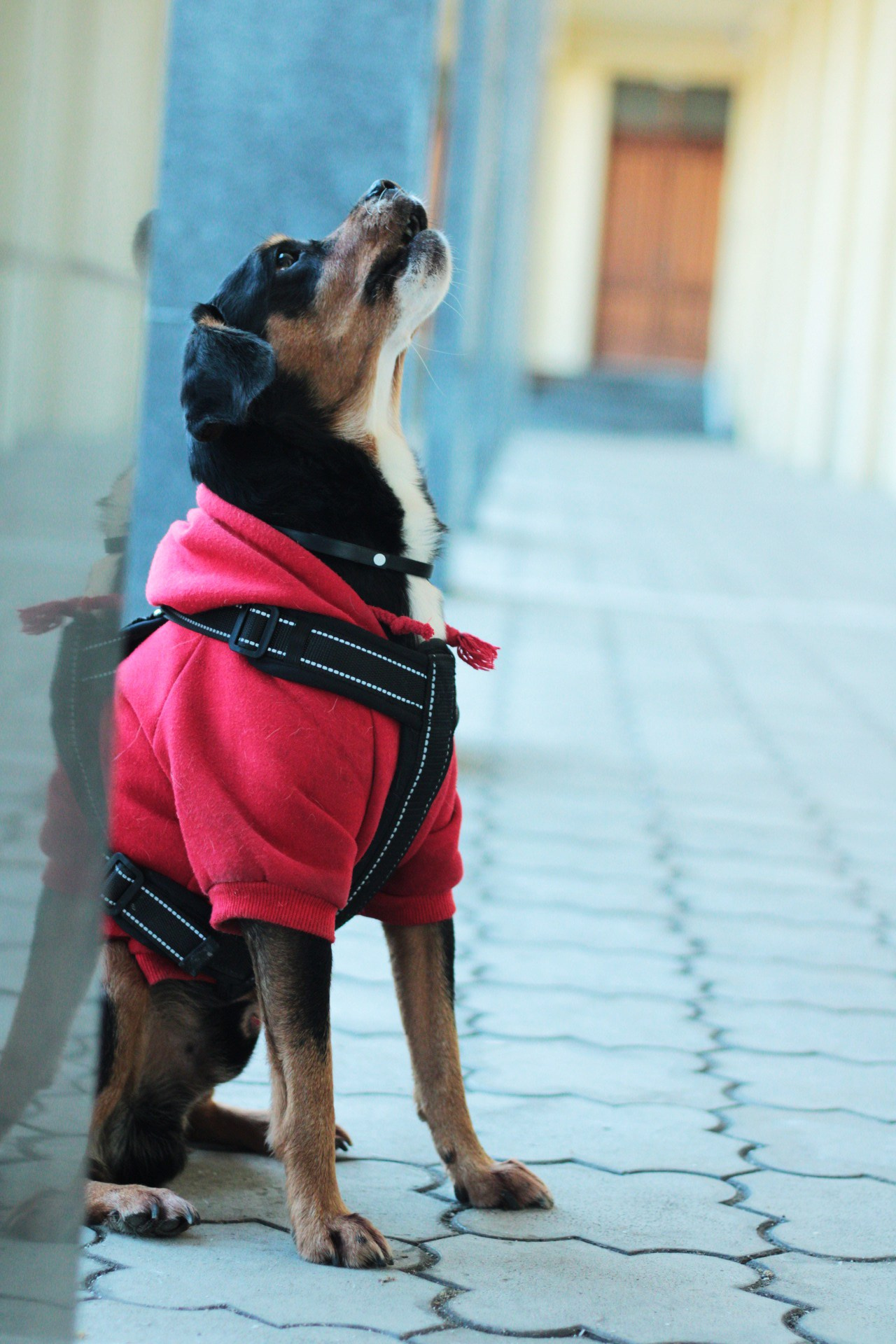 Маша и Кекс. Катя Попова|ЛайфСтайл фотограф