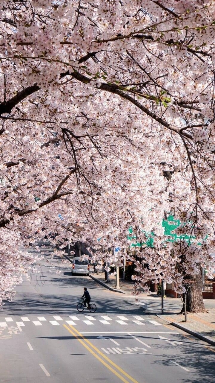Hanbok portrait under cherry blossoms Gamcheon Culture Village Busan. Gids voor de beste kersenbloesemlocaties in Busan Zuid Korea