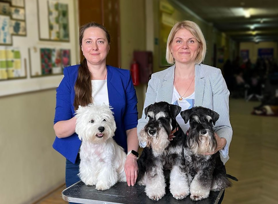 Изар/Delinso Balance Izar Tesoro. Питомник цвергшнауцеров в Беларуси «Делинсо Бэлэнс»