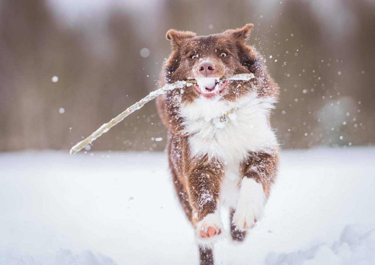 Фритсвит. Семейный фотограф Ефремова Виктория