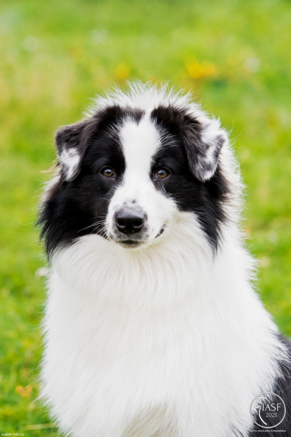 Карныш. BLGKV питомник собак