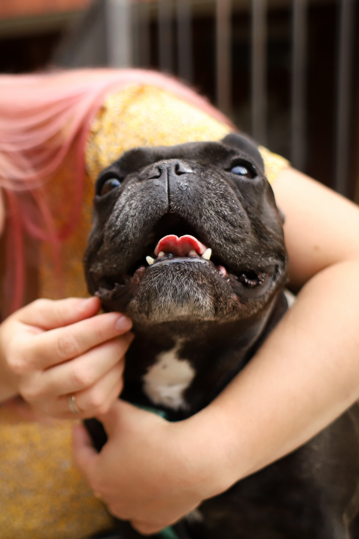 Девушка с собакой. Семейный фотограф Елизавета Увицкая