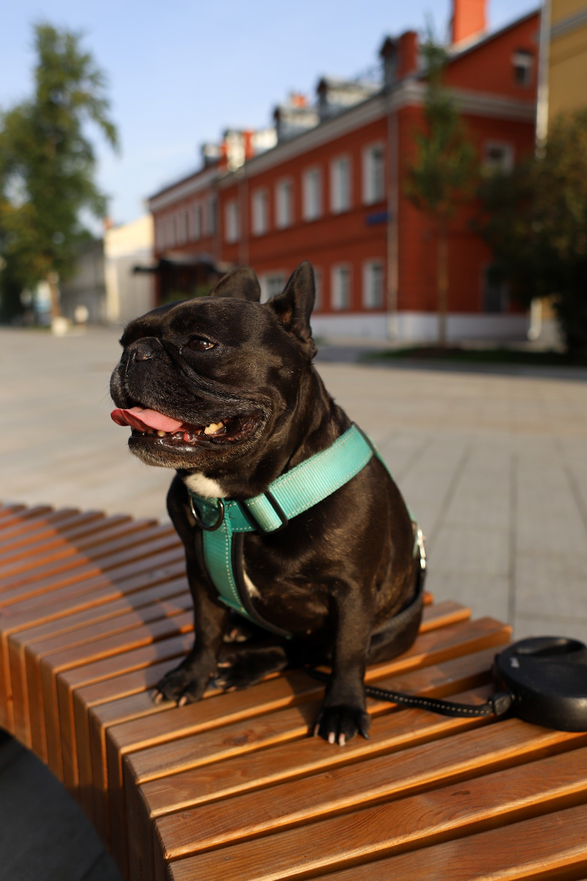 Девушка с собакой. Семейный фотограф Елизавета Увицкая
