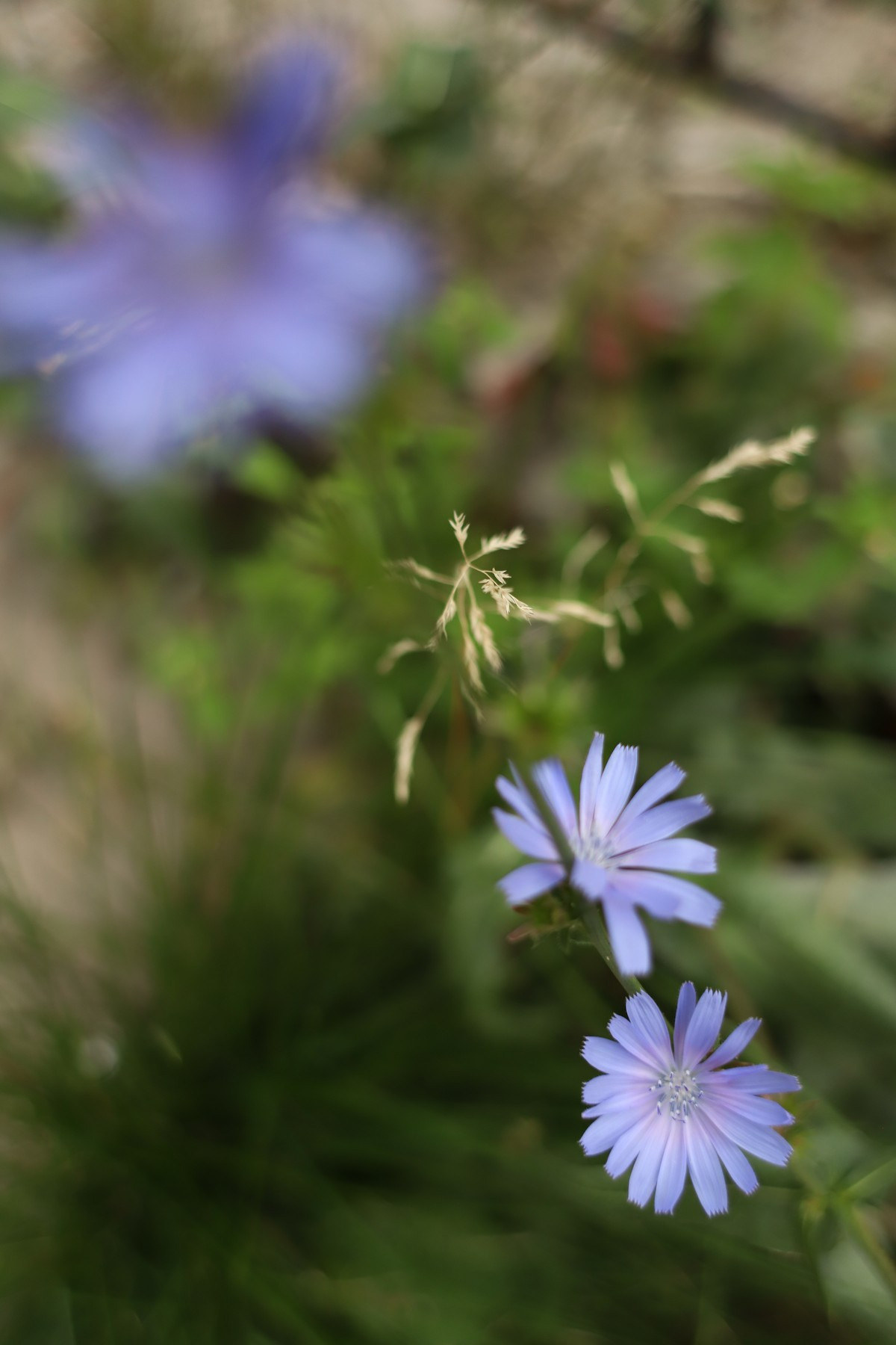 Девушка с собакой. Семейный фотограф Елизавета Увицкая