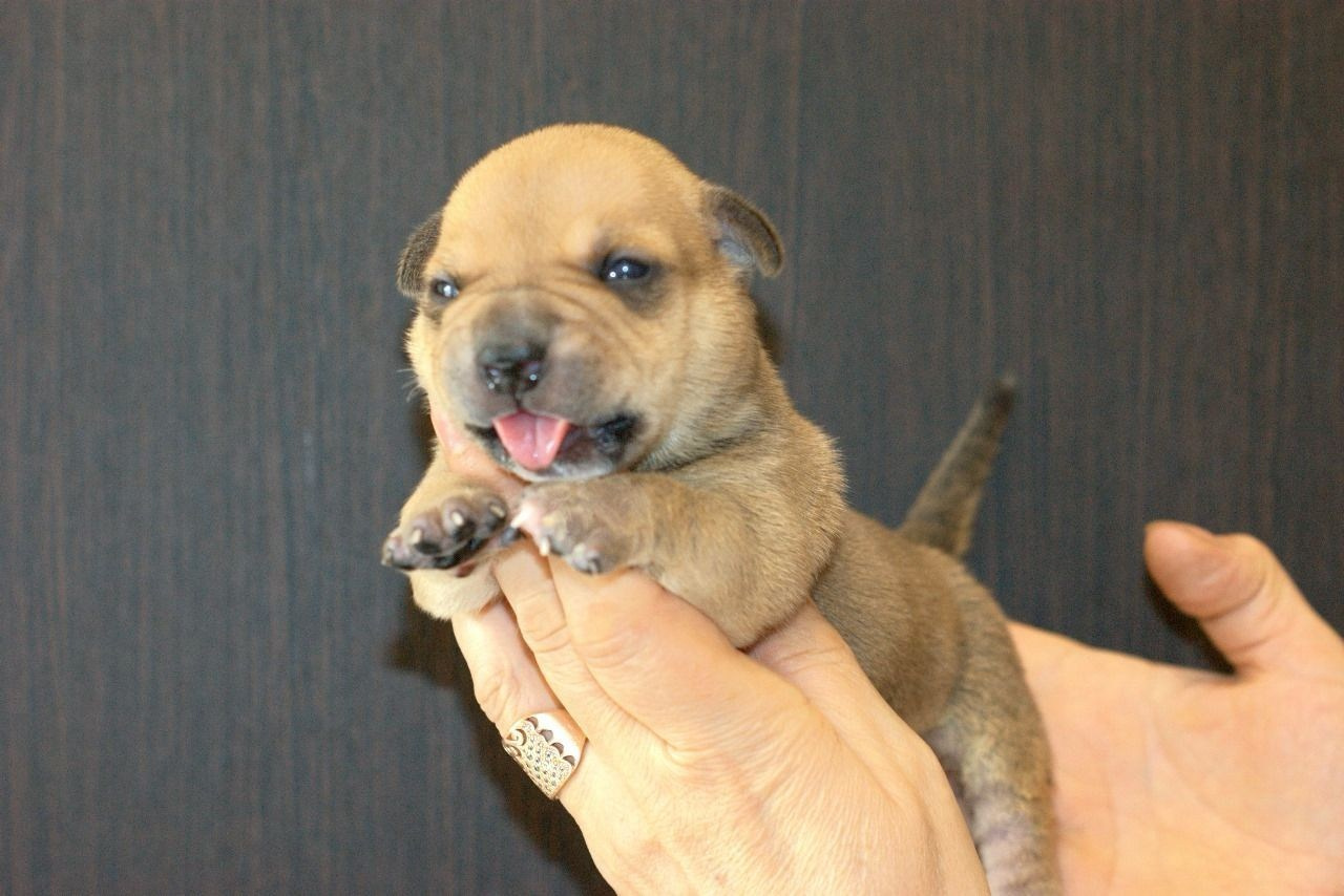 Дети Савана. ПИТОМНИК СОБАК ПОРОДЫ АМЕРИКАНСКИЙ БУЛЛИ