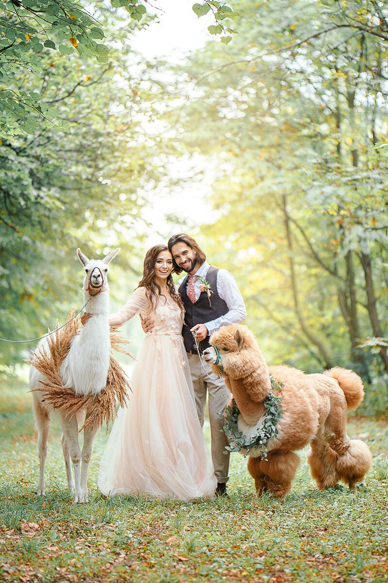 Шоу с Ламой. Подрядчики и друзья сети свадебных площадок House for wedding