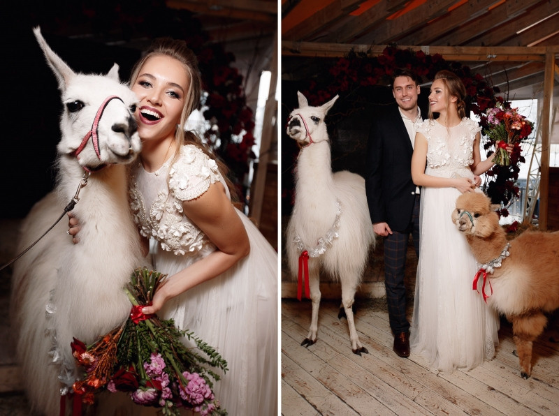 Шоу с Ламой. Подрядчики и друзья сети свадебных площадок House for wedding