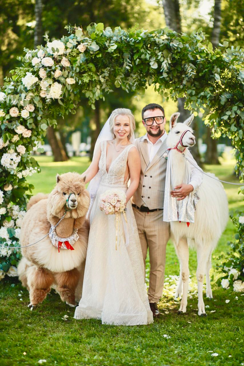 Шоу с Ламой. Подрядчики и друзья сети свадебных площадок House for wedding